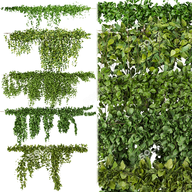 Outdoor Ivy Bush - Collection Plant 3D model image 1