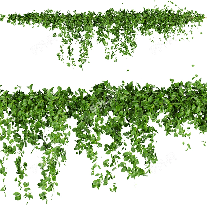 Outdoor Ivy Bush - Collection Plant 3D model image 2