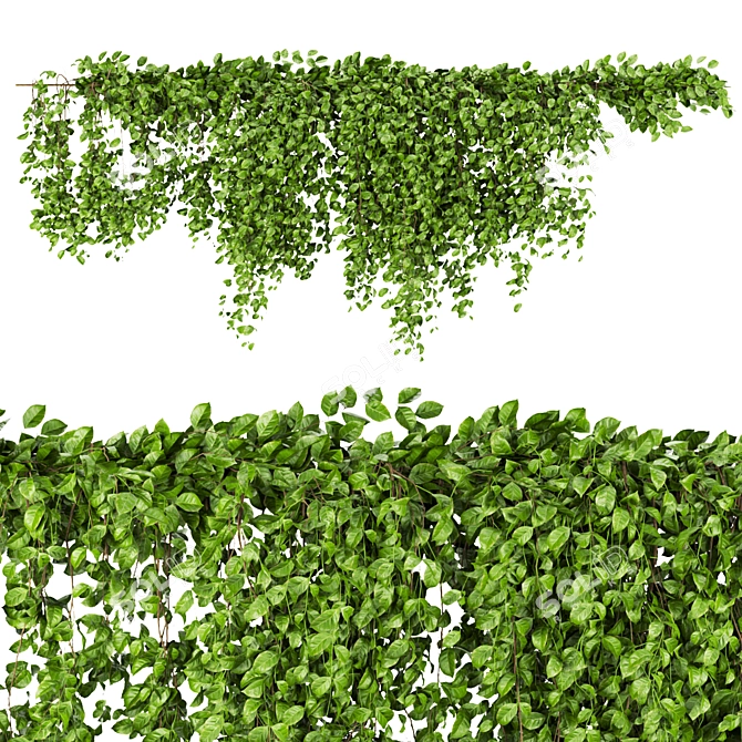 Outdoor Ivy Bush - Collection Plant 3D model image 4