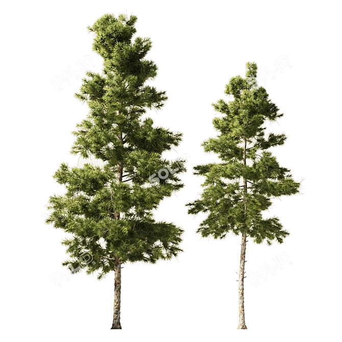 Europine Collection: Tall & Detailed 3D model image 1