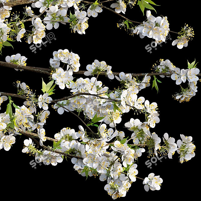 Plum Blossom 3D Model - Vray Compatible 3D model image 3