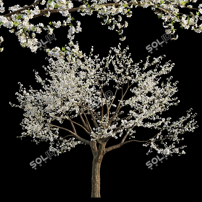 Plum Tree 3D Model Archive 3D model image 1