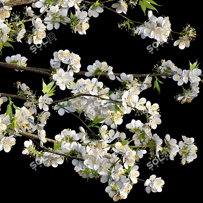 Plum Tree 3D Model Archive 3D model image 3