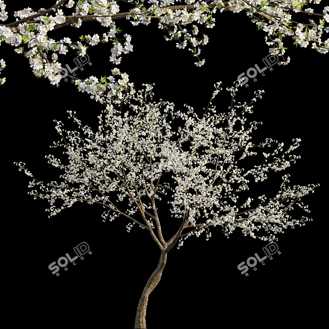 Prunus Salicina Plum Tree 3D model image 1