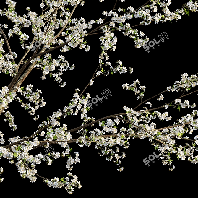 Prunus Salicina Plum Tree 3D model image 2