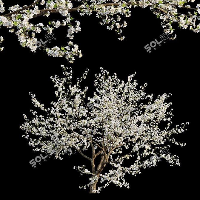 Prunus Salicina Plum Tree 3D Model 3D model image 1