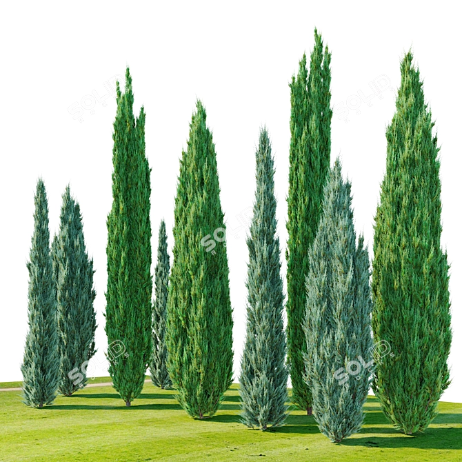 Evergreen Juniper Tree Quartet 3D model image 2