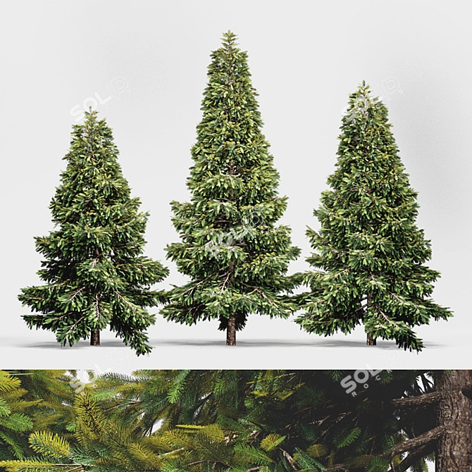 Outdoor Visual Spruce 3D model image 1