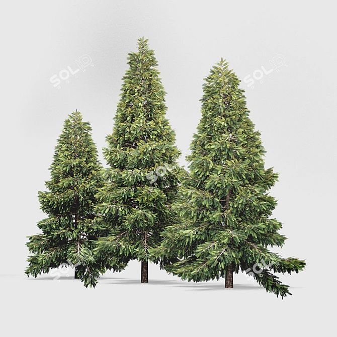 Outdoor Visual Spruce 3D model image 2