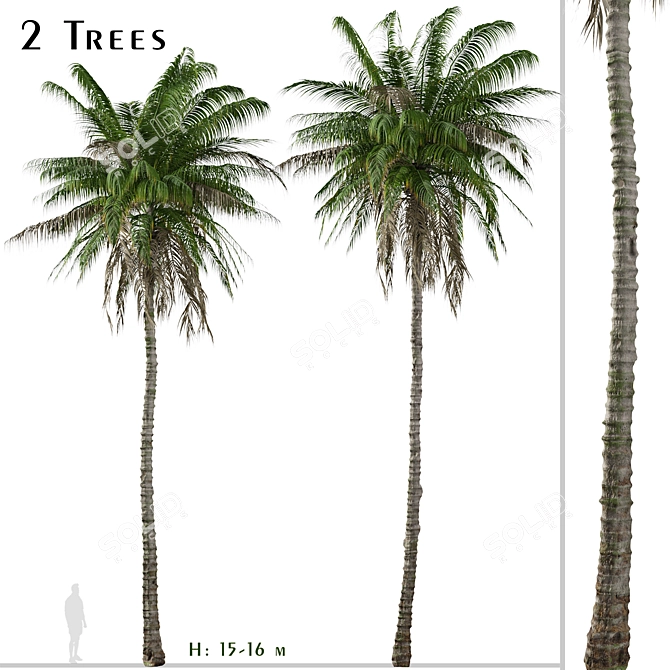 Colombian Quindio Wax Palm Set 3D model image 1