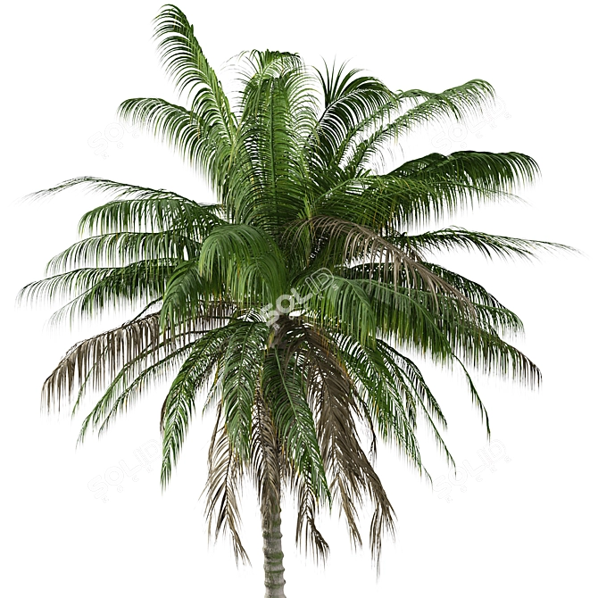 Colombian Quindio Wax Palm Set 3D model image 2