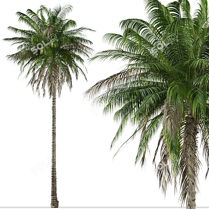 Colombian Quindio Wax Palm Set 3D model image 4