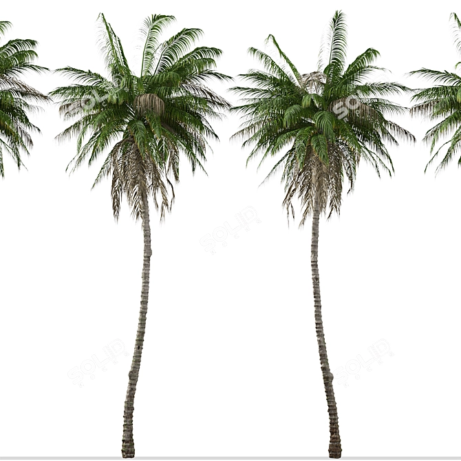 Colombian Quindio Wax Palm Set 3D model image 5