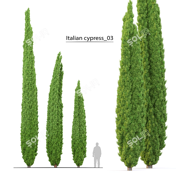Elegant Italian Cypress Trio 3D model image 1