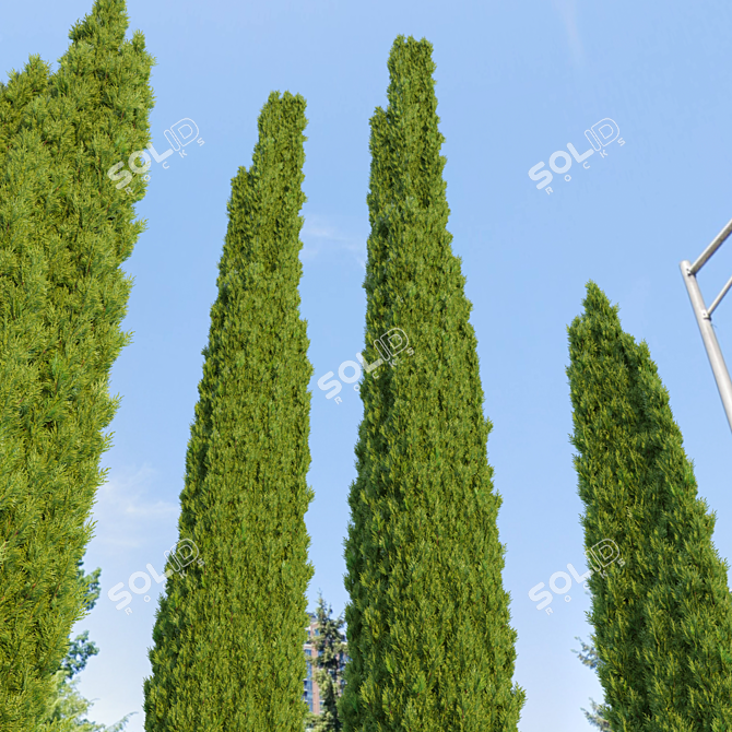 Elegant Italian Cypress Trio 3D model image 2