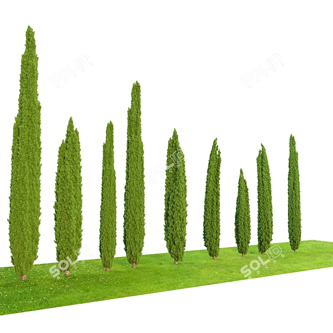 Elegant Italian Cypress Trio 3D model image 3