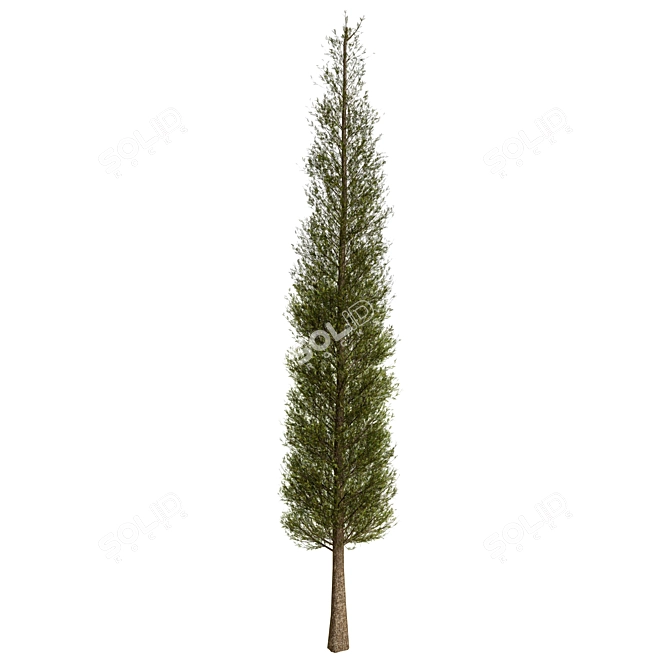 Fine Cupressus Tree - 3D Model 3D model image 3