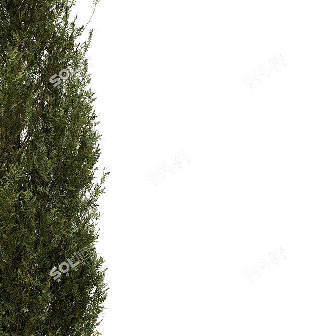 Fine Cupressus Tree - 3D Model 3D model image 4