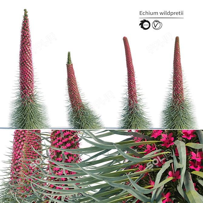 Tall Echium Wildpretii Quartet 3D model image 1