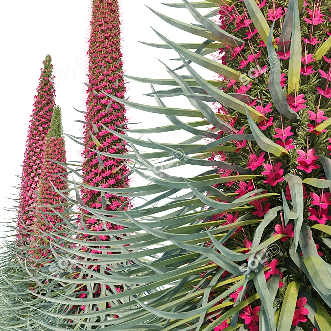 Tall Echium Wildpretii Quartet 3D model image 2