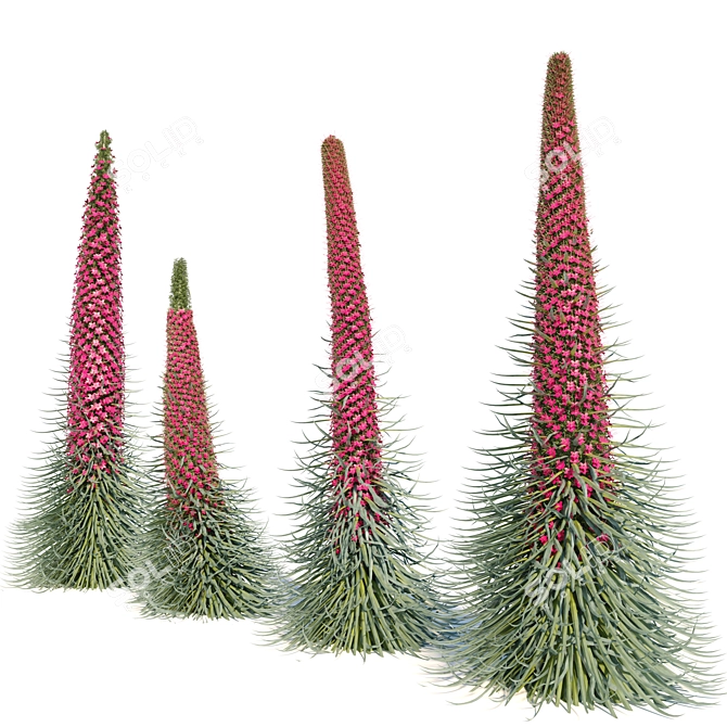 Tall Echium Wildpretii Quartet 3D model image 3