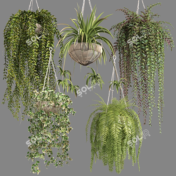 Premium Hanging Indoor Plants Collection 3D model image 1