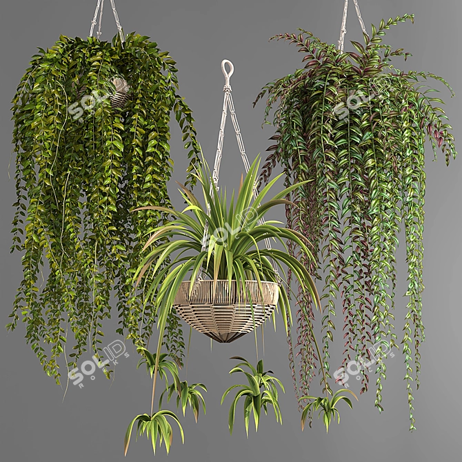 Premium Hanging Indoor Plants Collection 3D model image 2