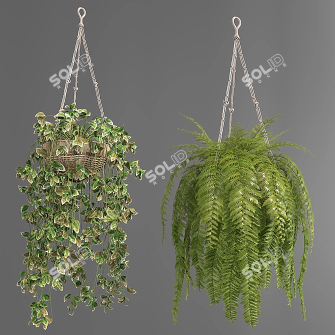 Premium Hanging Indoor Plants Collection 3D model image 3