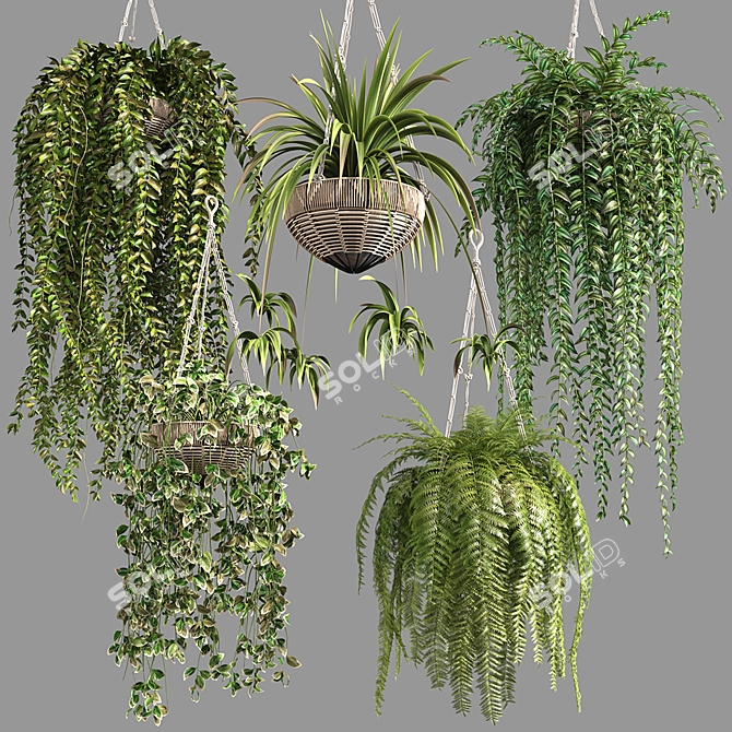 Premium Hanging Indoor Plants Collection 3D model image 5