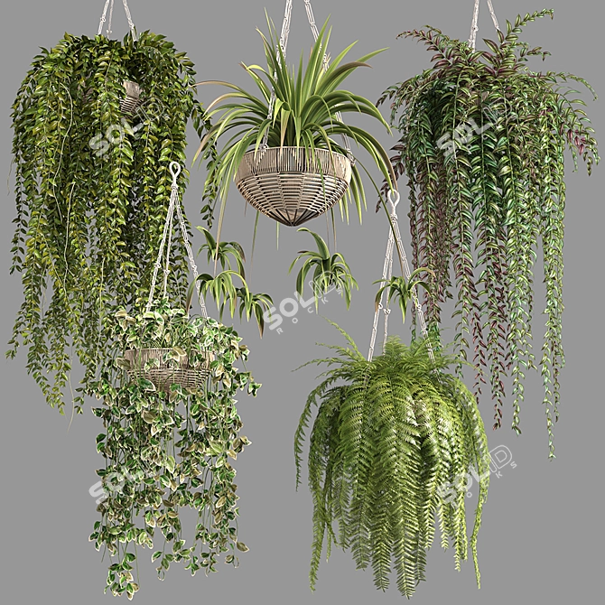 Premium Hanging Indoor Plants Collection 3D model image 6