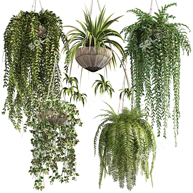 Premium Hanging Indoor Plants Collection 3D model image 7