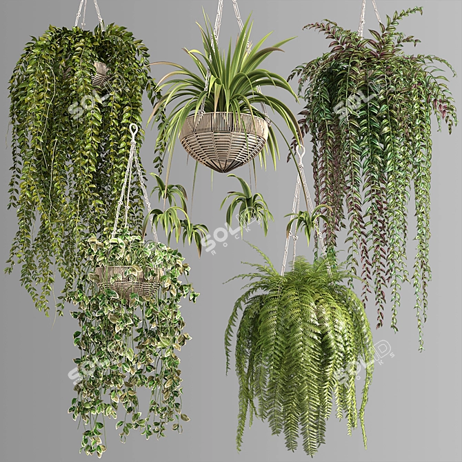 Premium Hanging Indoor Plants Collection 3D model image 9