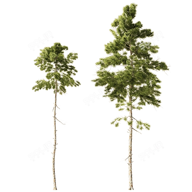 European Pines Collection: Majestic and Rare 3D model image 2