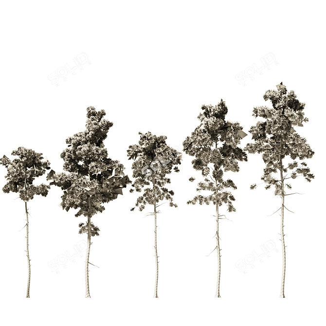 European Pines Collection: Majestic and Rare 3D model image 6