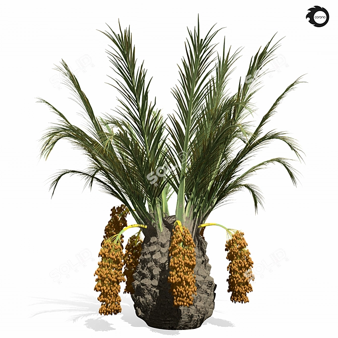 Tropical Palm Tree 3D Model 3D model image 2