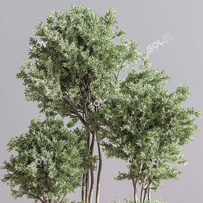 Indoor Greenery Deluxe Set 3D model image 6