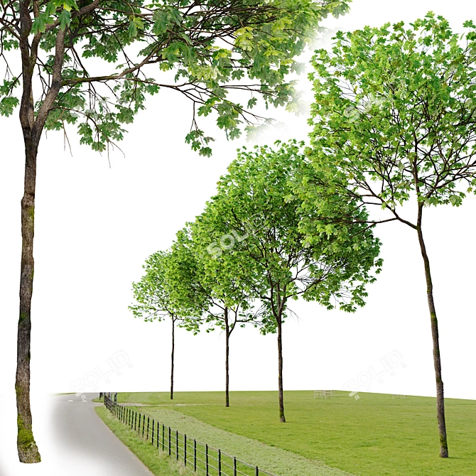 Dual Acer platanoides Trees - 8m Tall 3D model image 2