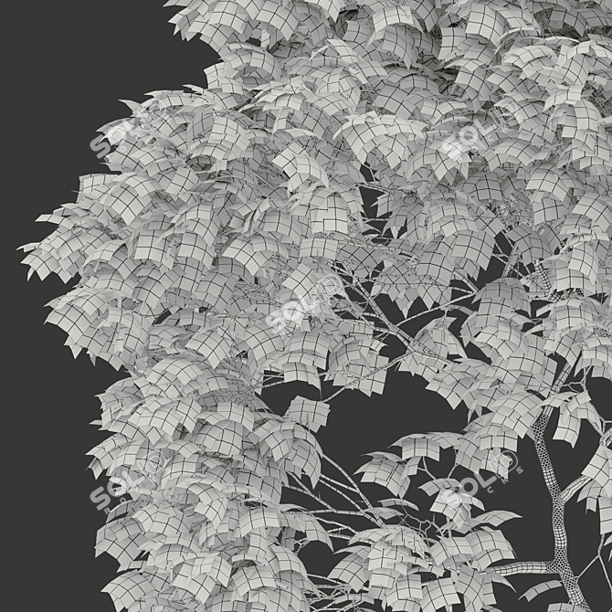 Dual Acer platanoides Trees - 8m Tall 3D model image 3