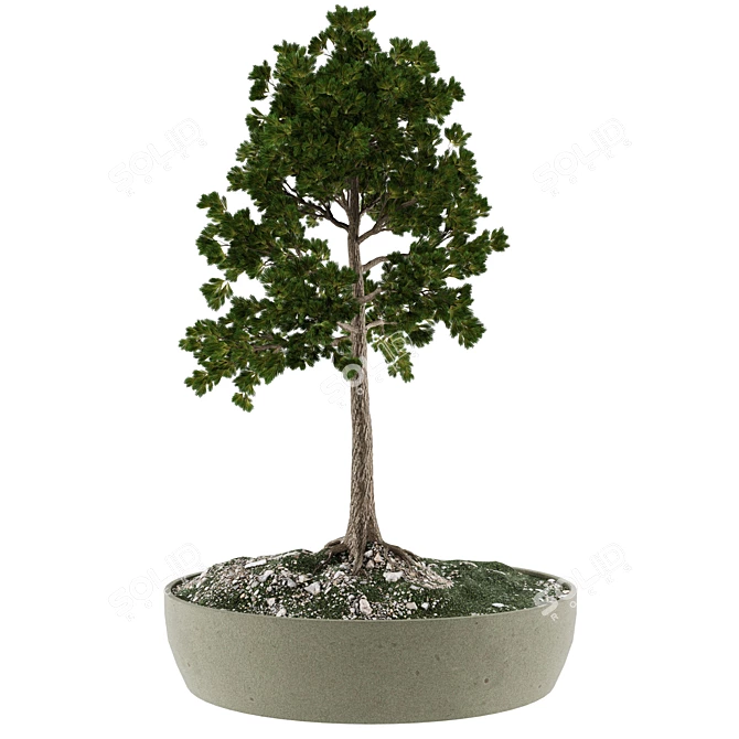 Miniature Bonsai Plant Kit 3D model image 2