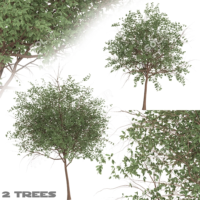 Channel Islands Catalina Cherry Trees 3D model image 1