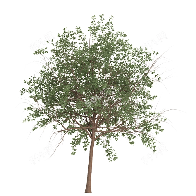 Channel Islands Catalina Cherry Trees 3D model image 5
