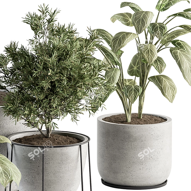 308 Indoor Plant Set: Tree & Plant in Black Pot 3D model image 3