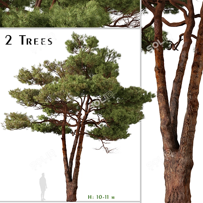 Mediterranean Pines: Set of 2 Aleppo Trees 3D model image 1