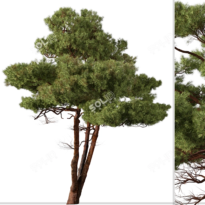 Mediterranean Pines: Set of 2 Aleppo Trees 3D model image 4