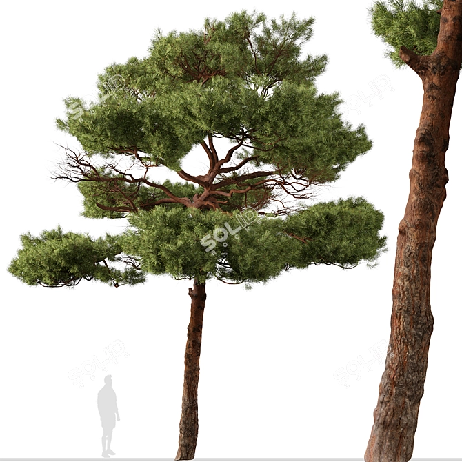 Mediterranean Pines: Set of 2 Aleppo Trees 3D model image 5