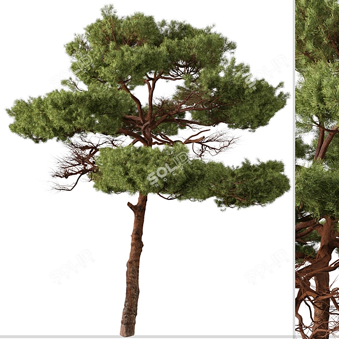 Mediterranean Pines: Set of 2 Aleppo Trees 3D model image 6