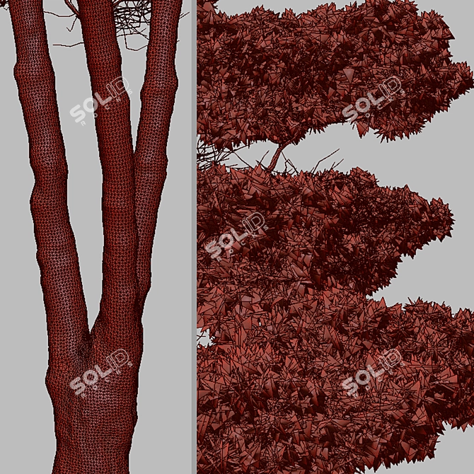 Mediterranean Pines: Set of 2 Aleppo Trees 3D model image 7