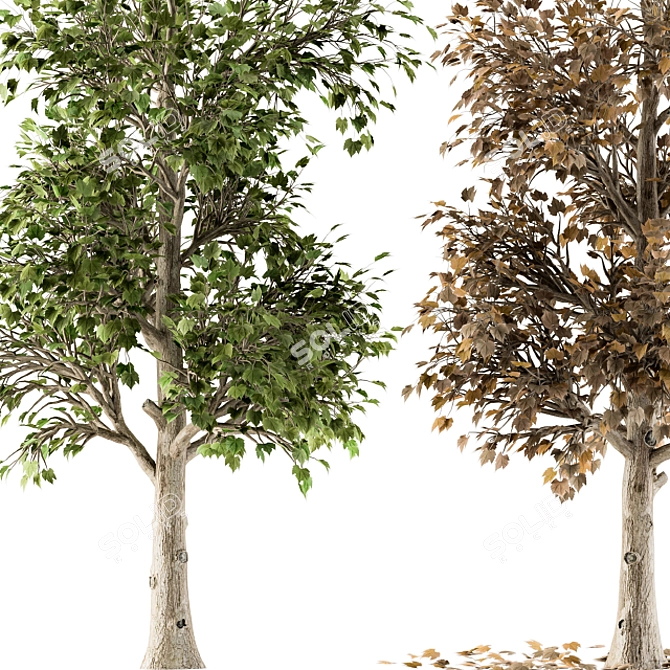 All Seasons Broadleaf Tree Set 3D model image 3