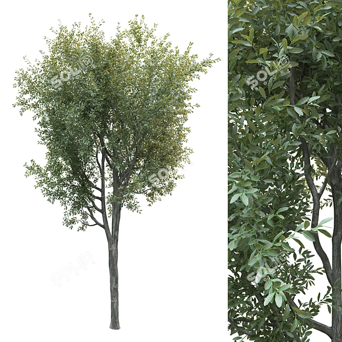 Lush Landscape Tree 25ft 3D model image 1
