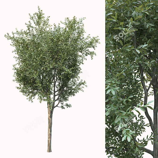 Lush Landscape Tree 25ft 3D model image 2